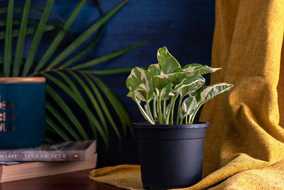 6 Great Ways To Decorate With Plants