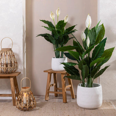 6 Tips for taking care of your peace lilies in winter