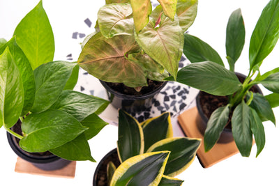 10 Pet-Friendly Indoor Plants for a Safe and Green Home