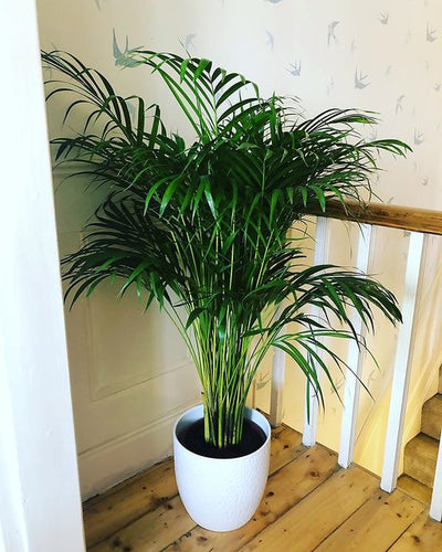 Areca Palm Buying Guide: Transform Your Indoor Space