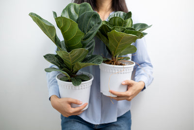 Fiddle Leaf Fig Buying Guide: Elevate Your Space with Timeless Elegance