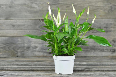 Peace Lily Care Video (5 Minutes, 28 Secs)