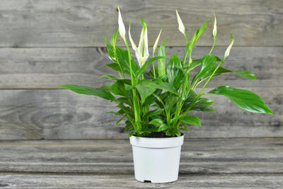 The Ultimate Guide to Peace Lilies: Beauty, Versatility, and Health Benefits