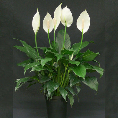 Importance and Significance of Peace Lilies