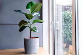 Rubber Plant Buying Guide: Add Bold Greenery to Your Space