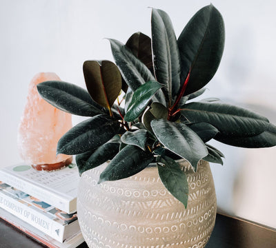 Three-in-One Rubber Plant Buying Guide: Exclusive Elegance for Your Space