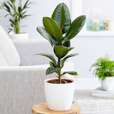 Small Rubber Plant Buying Guide: A Compact Elegance for Every Space