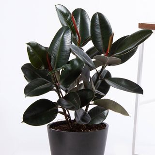 Extra Large Rubber Plant Buying Guide: Best Indoor Plant