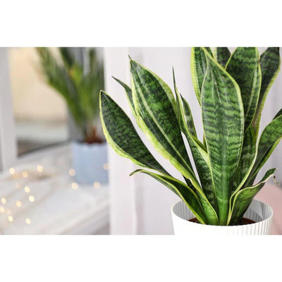 Why Indoor Plants Are the Ultimate Stress Busters: Here’s How They Work