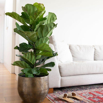 Why Fiddle Leaf Fig is Best Plant for Indoors and Home Decor: A Complete Guide