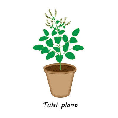 Tulsi - Inntinn.in