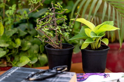 Workstation Plants - Inntinn.in