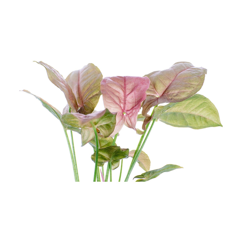 Free Syngonium Pink - Inntinn.in