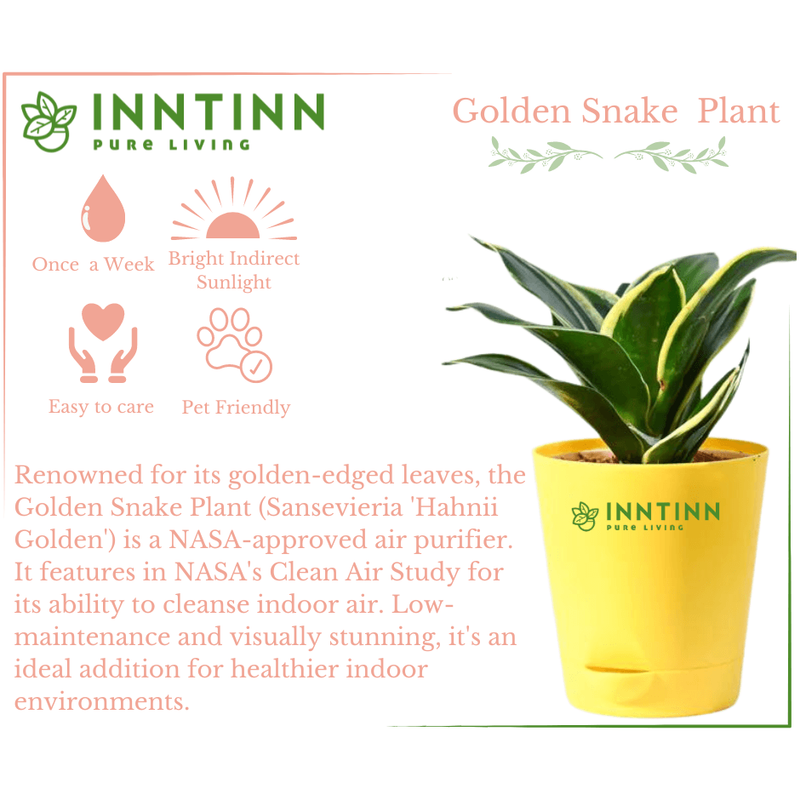 Golden Snake Plant - Inntinn.in