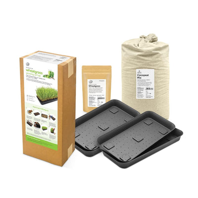 Wheatgrass DIY Grow Kit - Inntinn.in